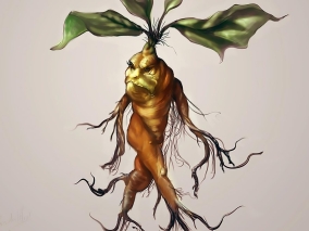 Mandragora lékařská