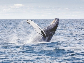 Velryba