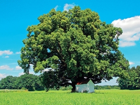 Lípa